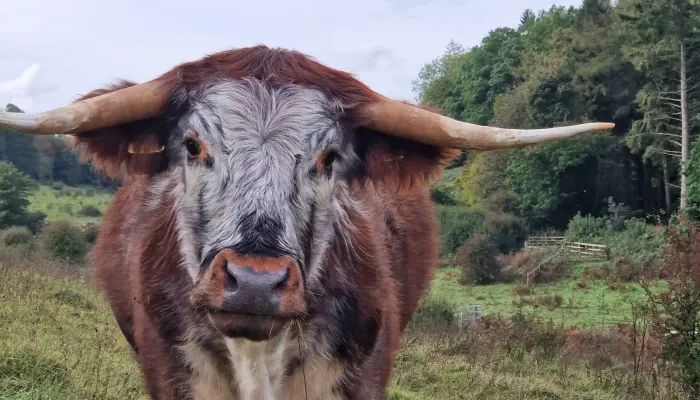 A longhorn cow looking right down the camera.