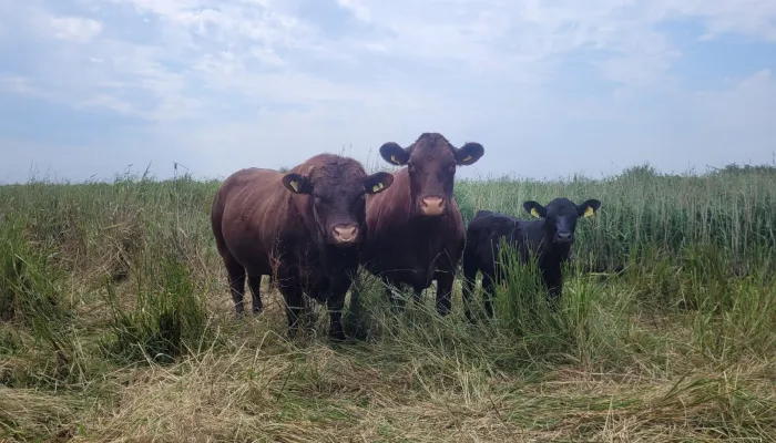 Two cows and a calf grazing at Oare Marshes