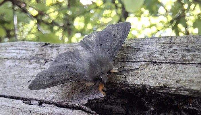 A muslin moth on a branch
