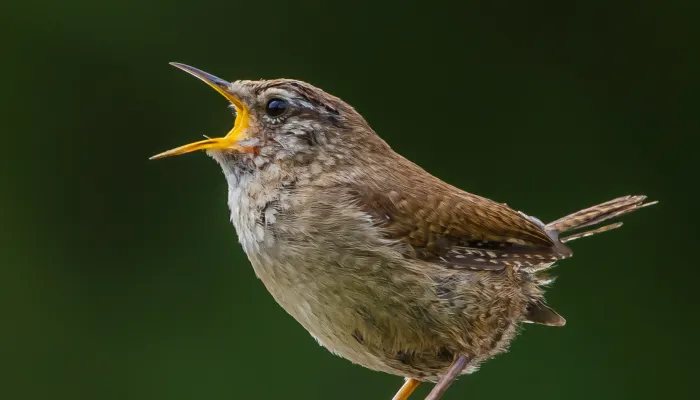 Wren singing