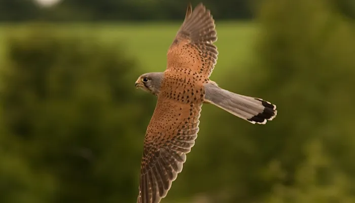 A kestrel in flight