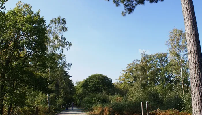 Wide pathway through woodlands