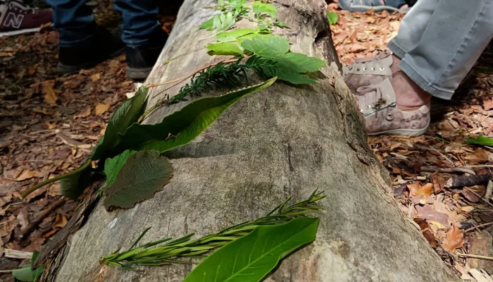 Leaf on tree