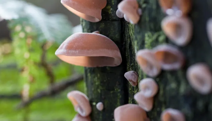 jelly ear fungus
