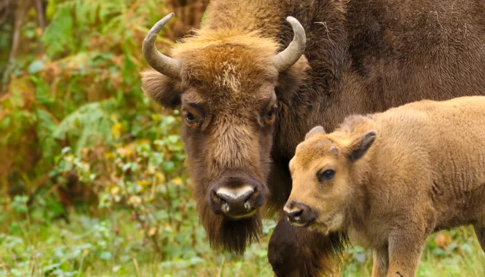 Mother and Daughter Bison