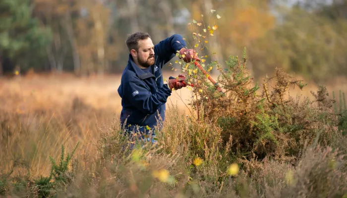 Person volunteer cutting tree with tools
