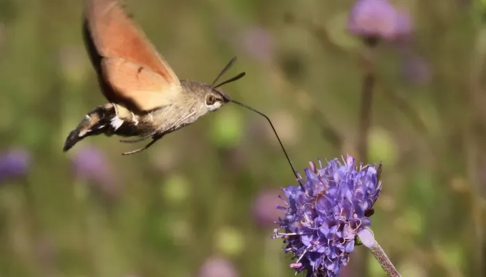 A hummingbird hawk moth and a purple flower.