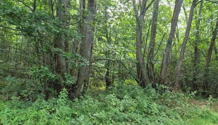 A green, vibrant woodland.