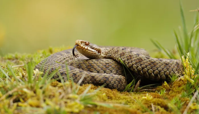 Adder