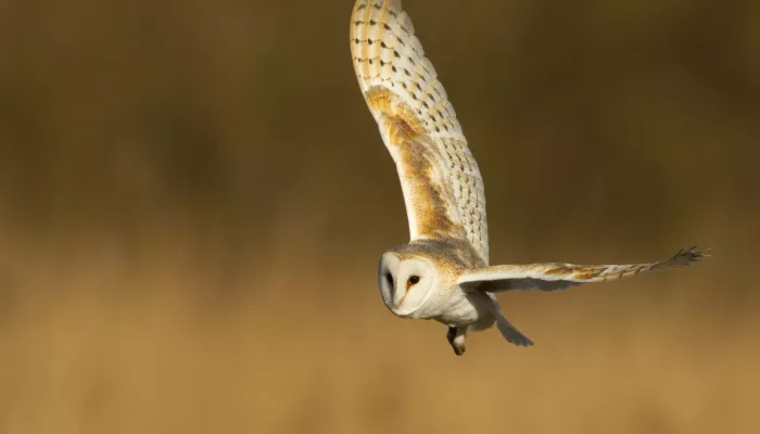 Barn owl flying over a dusky field