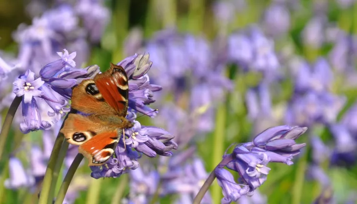 Brenchley Wood peacock butterfly on the flowering bluebells