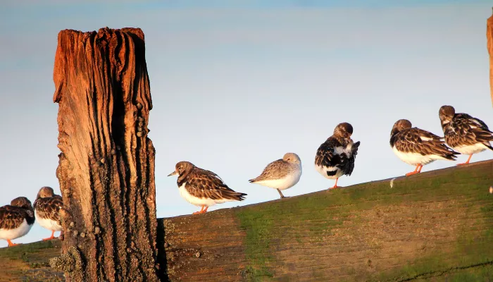 Birds at Seasalter, photo by Jim Higham