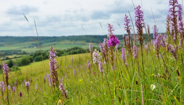 Chalk downland with fragrant and pyramidal orchids. Fackenden Down