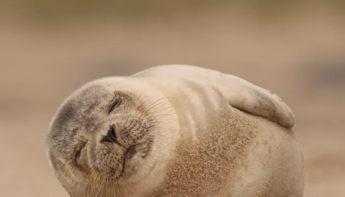 Common Seal pup sleeping on the beach