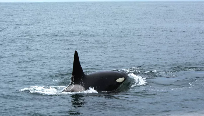 Orca swimming in the ocean with its fin and body partially above water