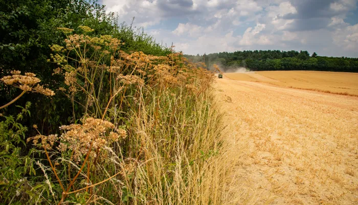 Jordans Farm Partnership Oat harvest 