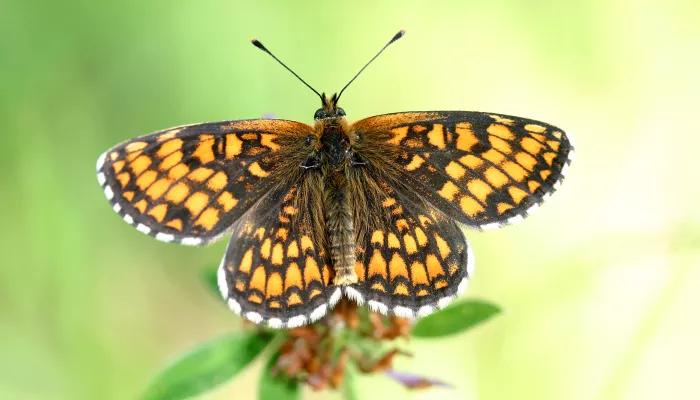 Heath fritillary butterfly with its wings spread as it perches on a flower head