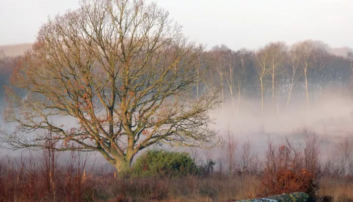 Tree at hothfield heathlands in the winter with a low line of fog behind it