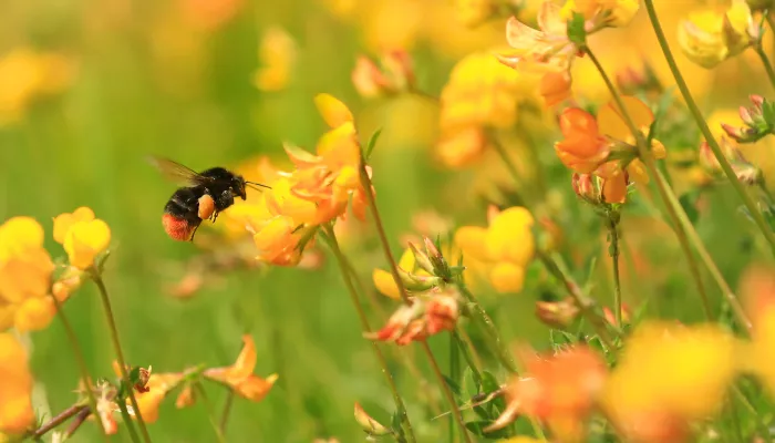 red-tailed bumblebee