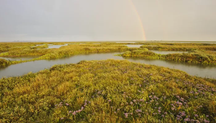 saltmarsh habitat with rainbow going over it