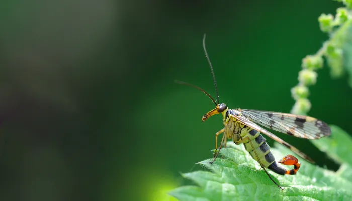 Scorpion fly