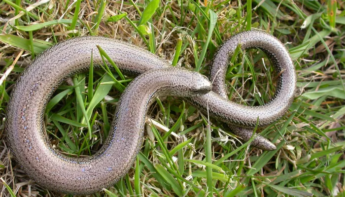 Slow worm