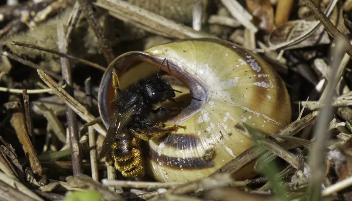 Female Osmia bicolor entering her nest in a snail shell 