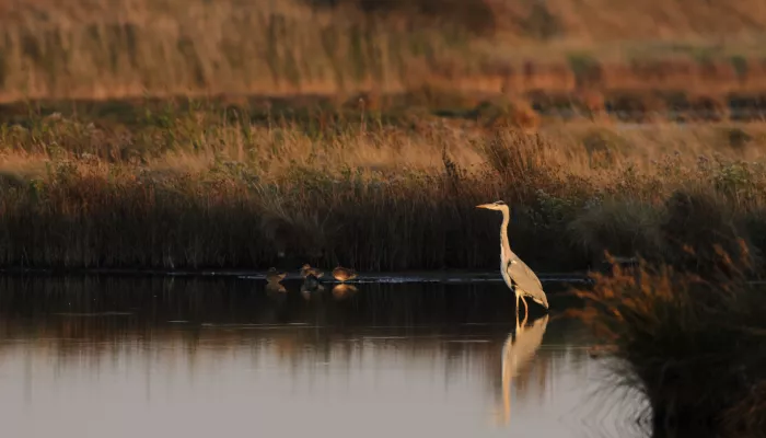 Wading heron with chicks