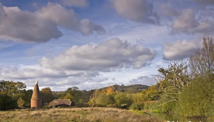 Bough Beech. Photo by Selwyn Dennis