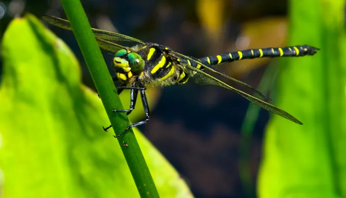 golden-ringed_dragonfly