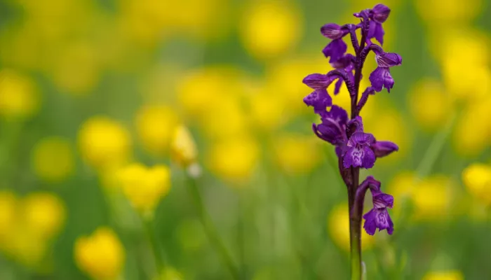 Green-winged orchid in a field