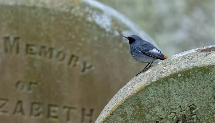  Black redstart