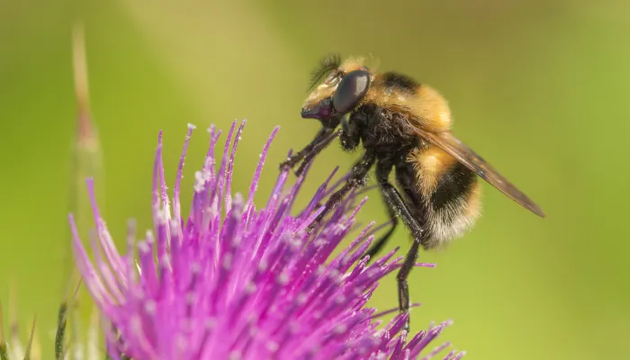 A bumblebee mimic hoverfly on a purple thistle flower. It's a fuzzy black and yellow hoverfly with a white tip to the abdomen, looking just like a bee. It's given away by its large eyes and short antennae