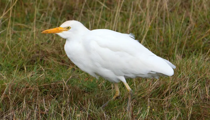 Cattle egret