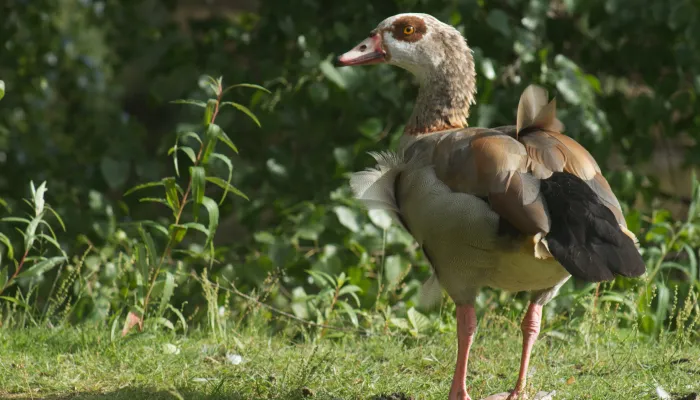 Egyptian goose