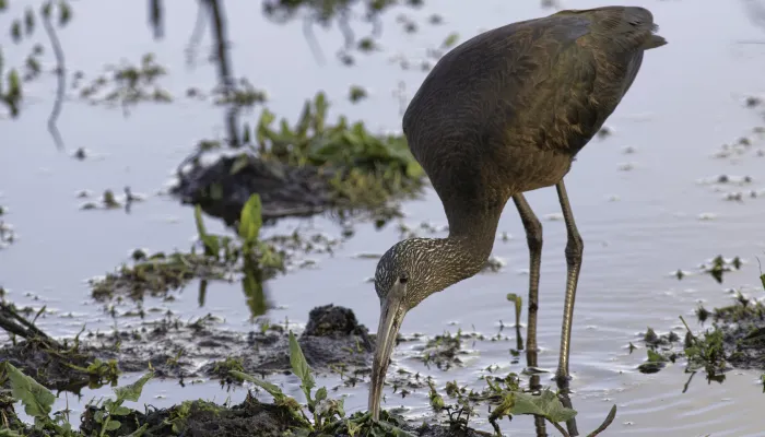 A glossy ibis probing a muddy pool margin with its beak