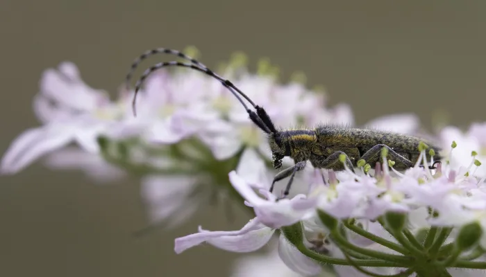 A golden-bloomed grey longhorn beetle resting on a pink flowerhead