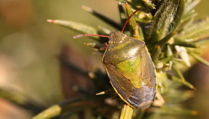 A gorse shieldbug standing on a gorse bush. IT's a green shieldbug with red antennae and yellow sides to the abdomen