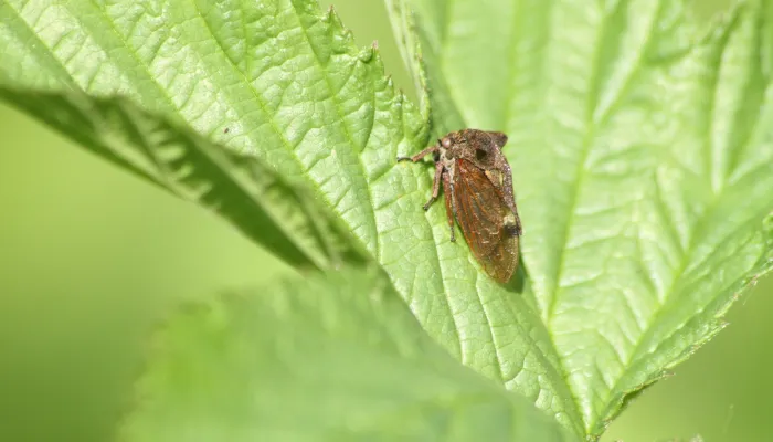 A horned treehopper sat on a leaf. It's a brown bug with two horns rising from the pronotum, which also extends back along the body in a wavy spine