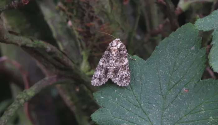 a knot grass moth rests on a leaf, showing the distinctive white markings that identify the species