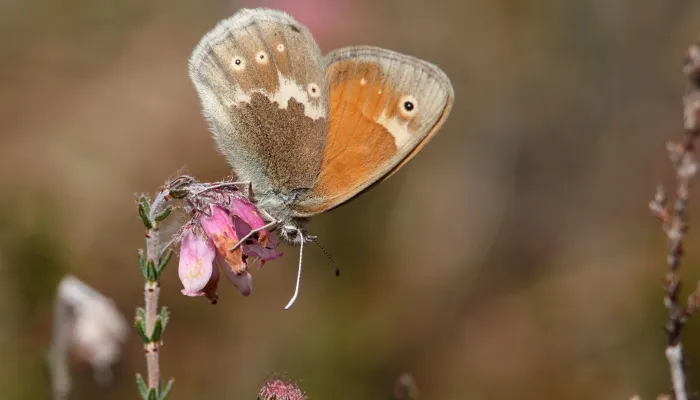 Large heath butterfly