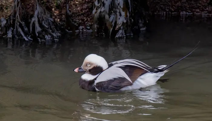 A male long-tailed duck drifting in front of the stone wall of a harbour