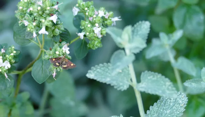 Mint moth on wild marjoram