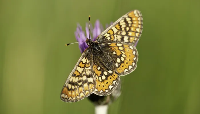 Marsh fritillary