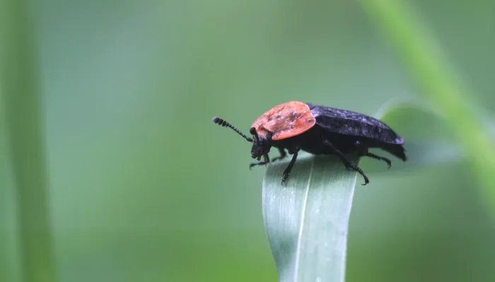 A red-breasted carrion beetle, with its distinctive red pronotum, standing on a folded over leaf