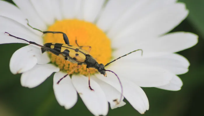 A black-and-yellow longhorn beetle on an oxe-eye daisy