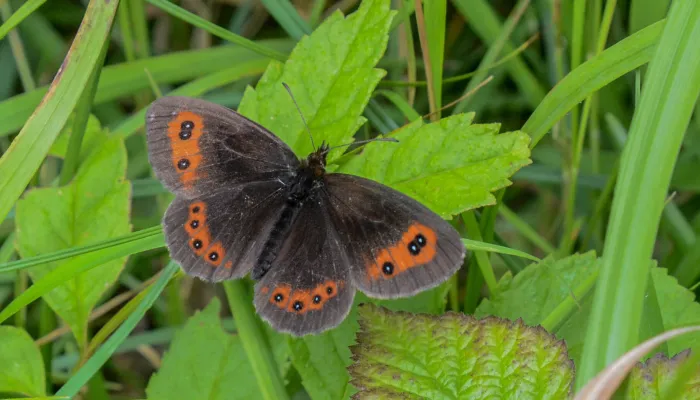 A Scotch argus butterfly resting on a leaf, its brown wings open showing the orange patches and black-bordered white spots