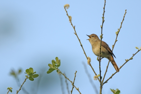 The not-so-common nightingale at Moat Farm, Kent | Kent Wildlife Trust