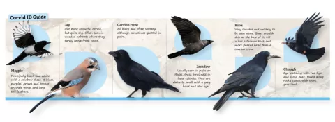 Corvid ID spotter guide