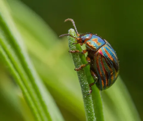A rosemary beetle on a spring of rosemary growing outdoors.
